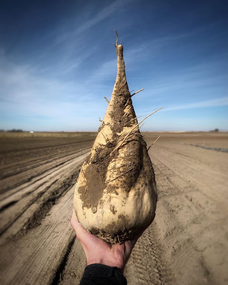 Sugar Beets